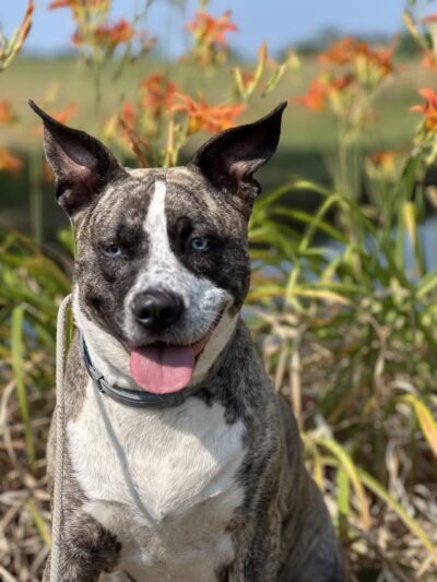 Farmhouse Pet Resort LLC - Pine Grove, PA