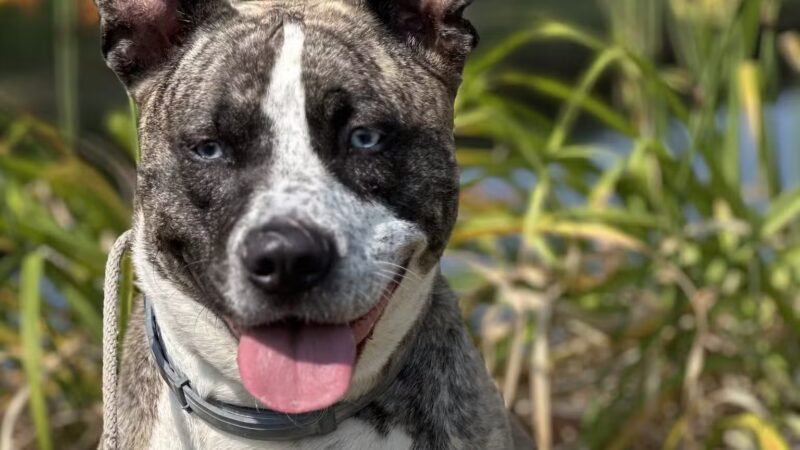 Farmhouse Pet Resort LLC - Pine Grove, PA