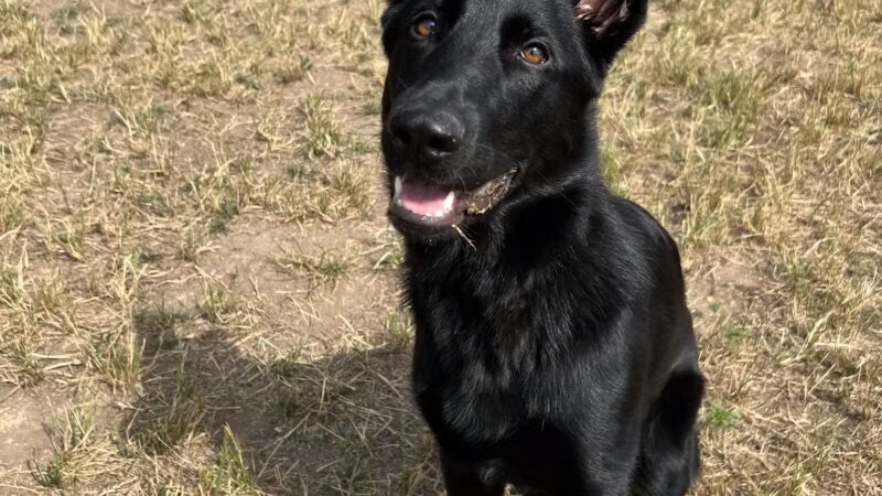 Farmhouse Pet Resort LLC - Pine Grove, PA