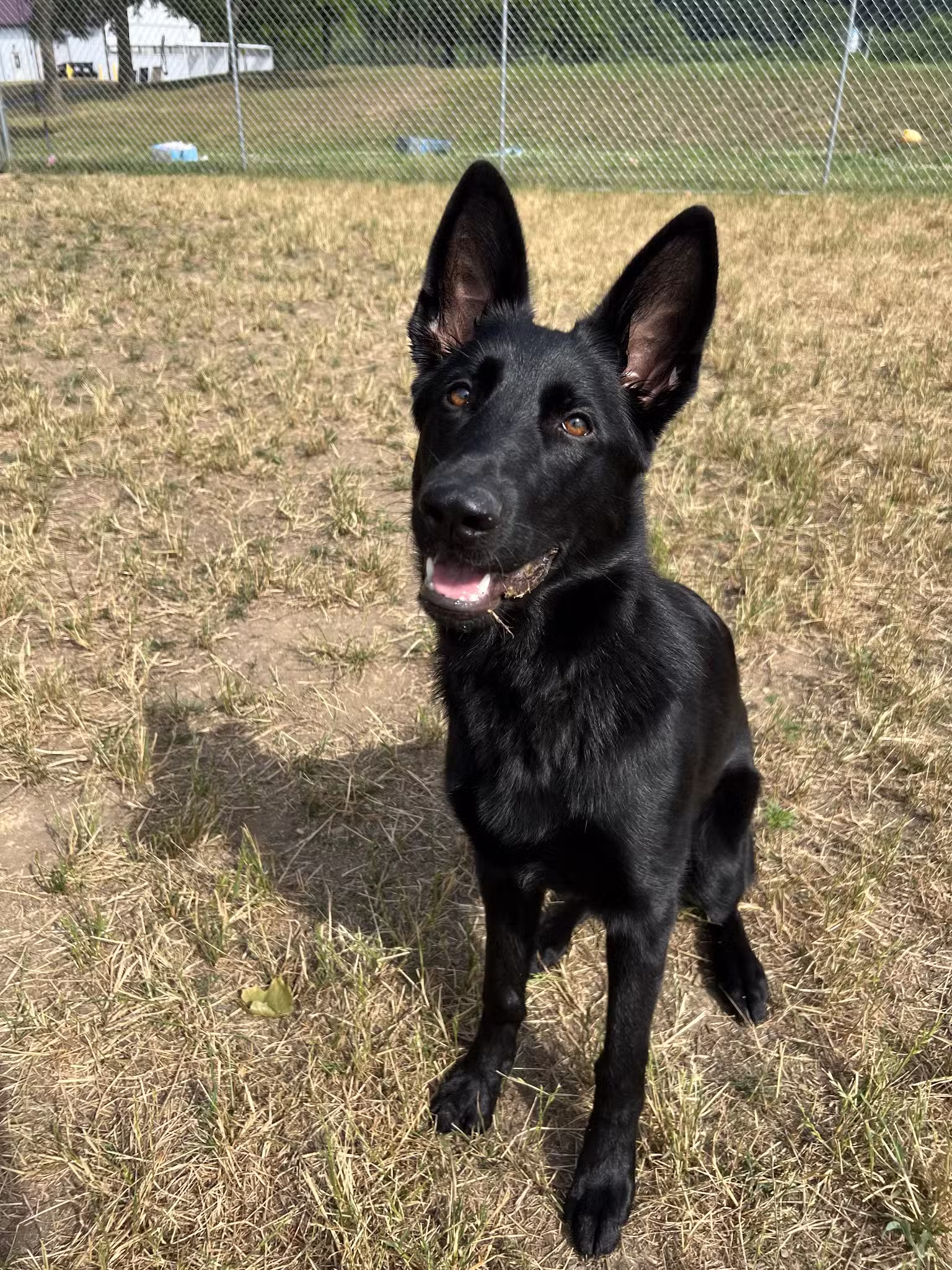 Farmhouse Pet Resort LLC - Pine Grove, PA