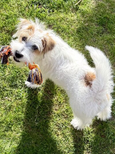 Farmhouse Pet Resort LLC - Pine Grove, PA