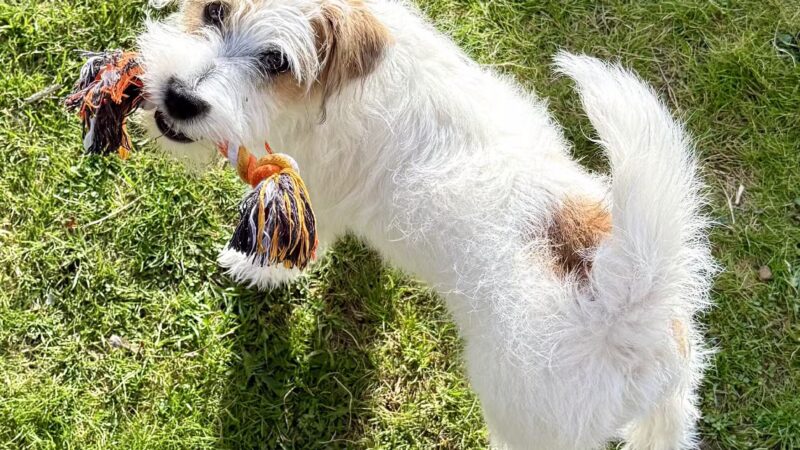 Farmhouse Pet Resort LLC - Pine Grove, PA