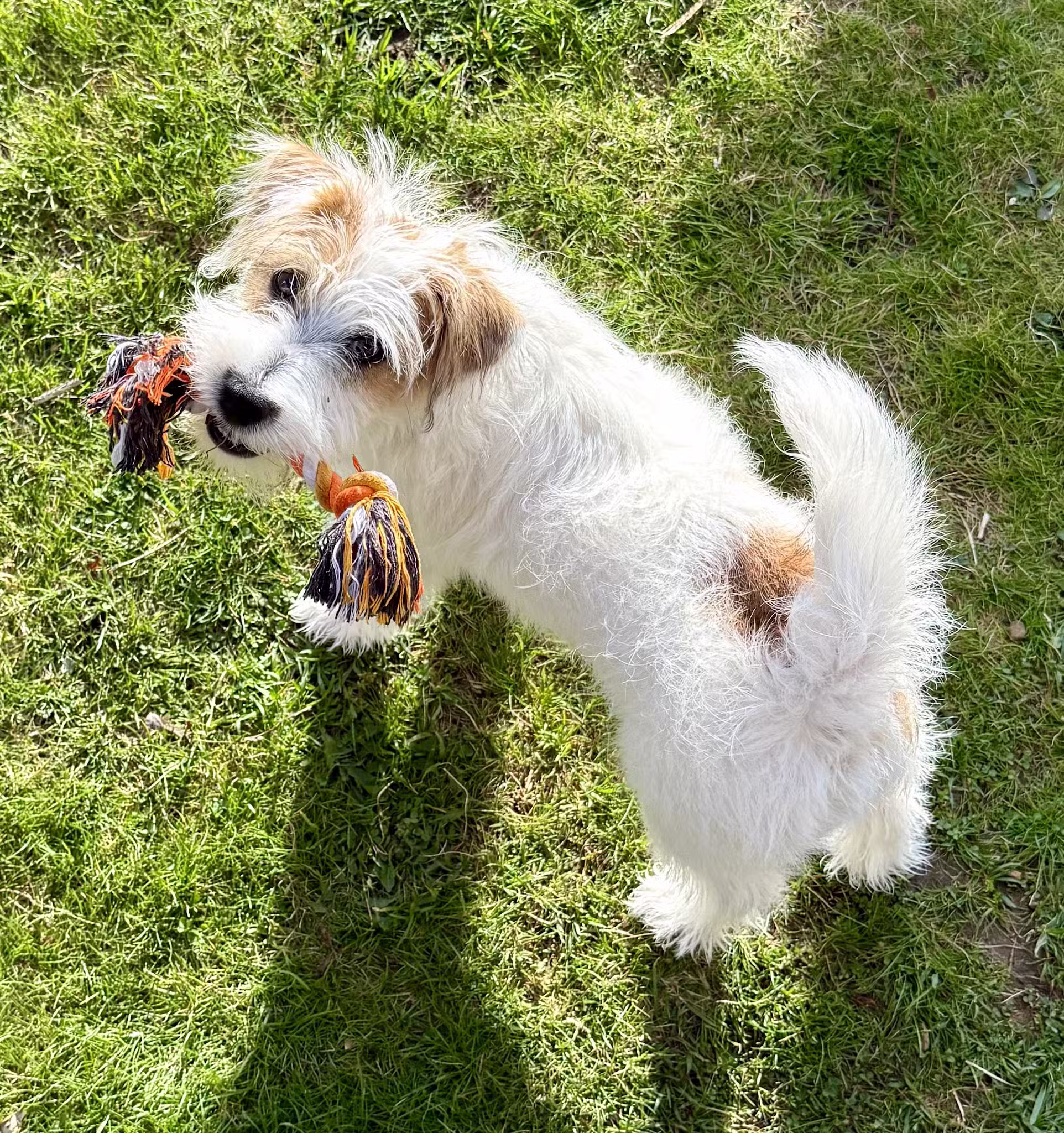 Farmhouse Pet Resort LLC - Pine Grove, PA