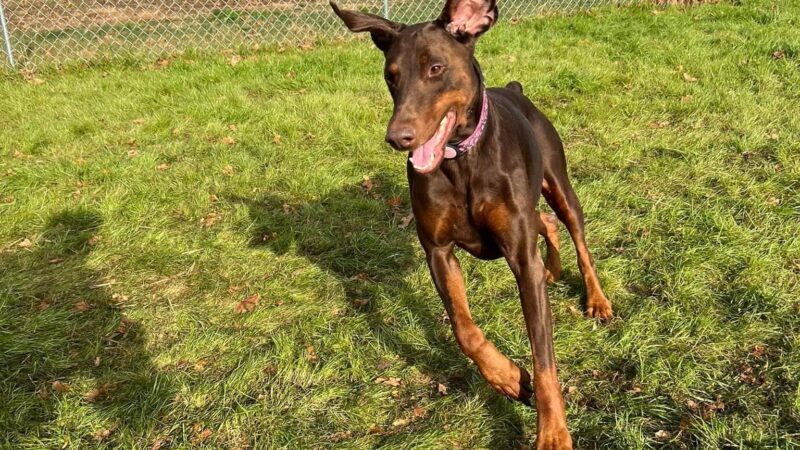 Farmhouse Pet Resort LLC - Pine Grove, PA