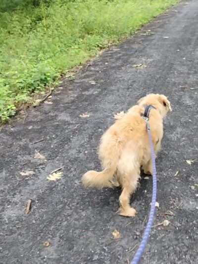 Swopes Valley Trailhead - Pine Grove, PA