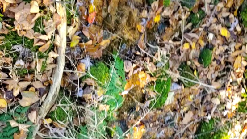 Weiser State Forest - Pine Grove, PA