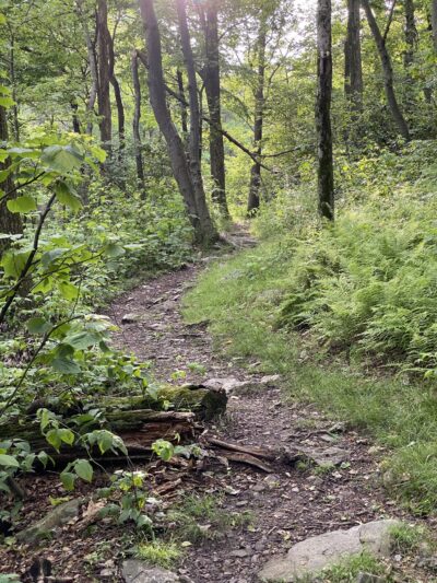 Weiser State Forest - Pine Grove, PA