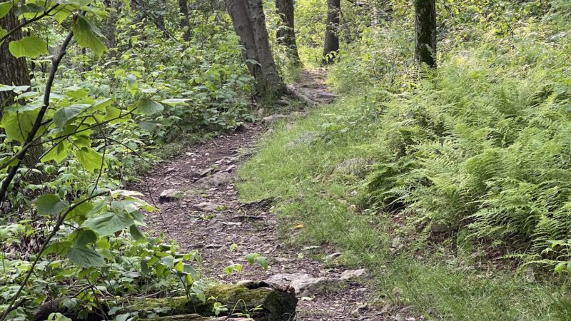 Weiser State Forest - Pine Grove, PA