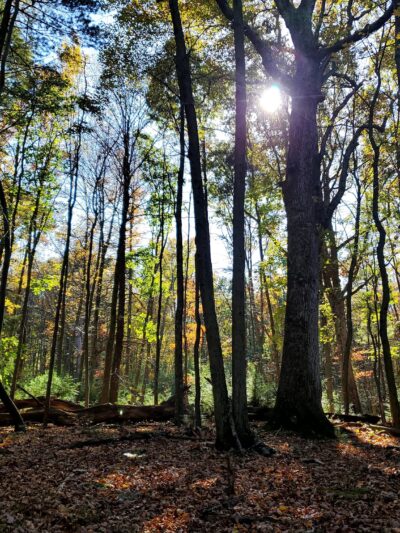 Weiser State Forest - Pine Grove, PA