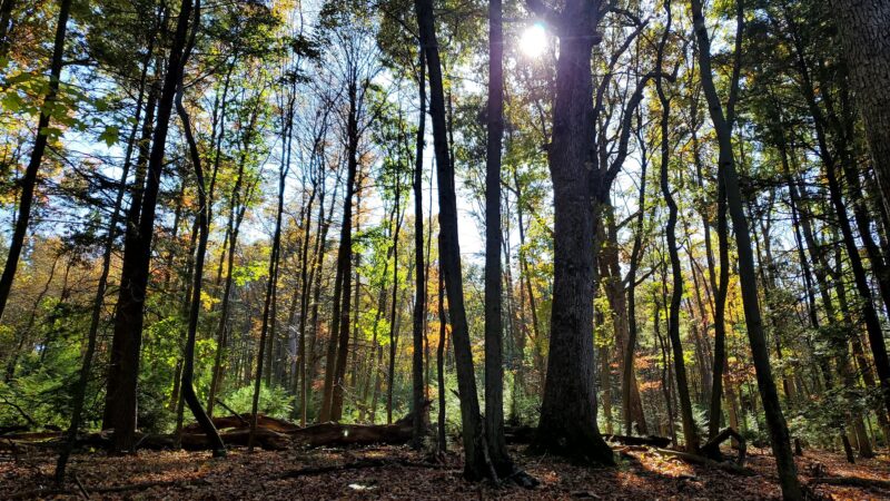 Weiser State Forest - Pine Grove, PA