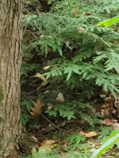 Lickdale Rail Trail - Pine Grove Township, PA