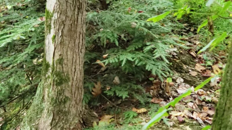 Lickdale Rail Trail - Pine Grove Township, PA