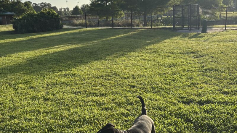 Barnett Dog park - Pine Hills, FL