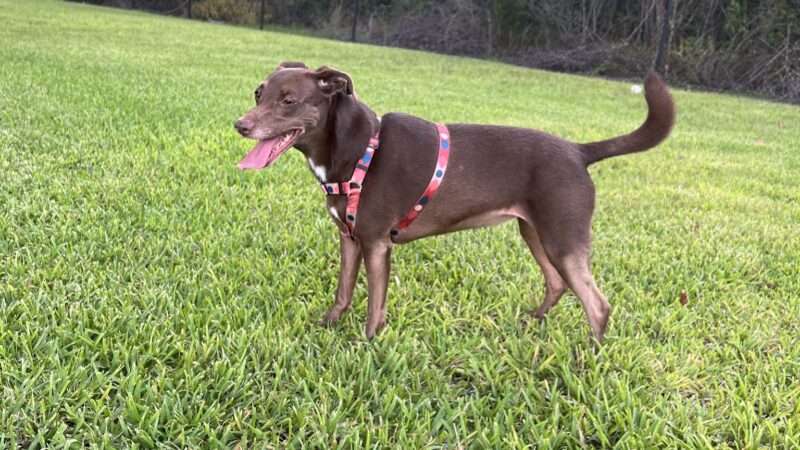 Barnett Dog park - Pine Hills, FL