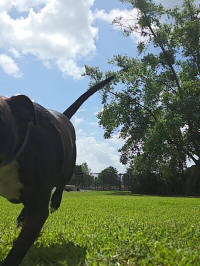 Barnett Dog park - Pine Hills, FL