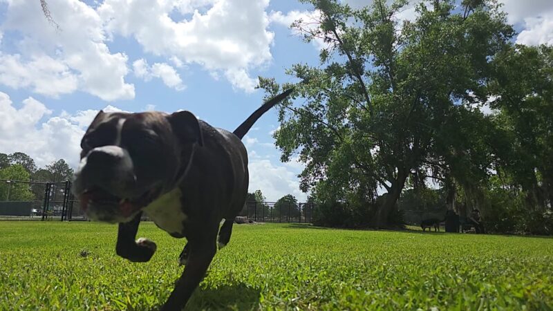 Barnett Dog park - Pine Hills, FL