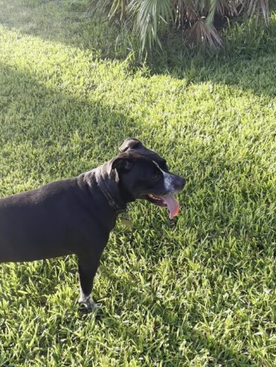 Barnett Dog park - Pine Hills, FL