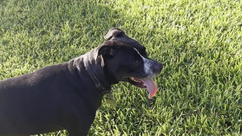 Barnett Dog park - Pine Hills, FL