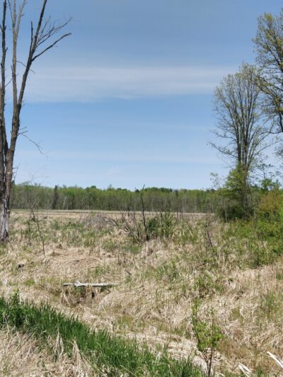 Blueberry Bog Trail - Pine River, MN