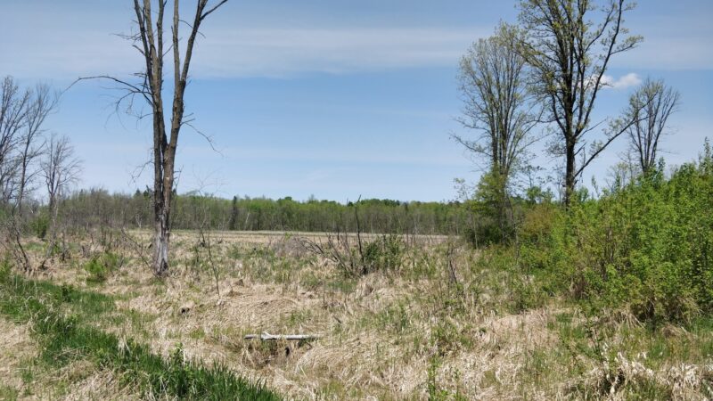 Blueberry Bog Trail - Pine River, MN