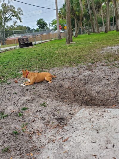 Broderick Dog Park - Pinellas Park, FL