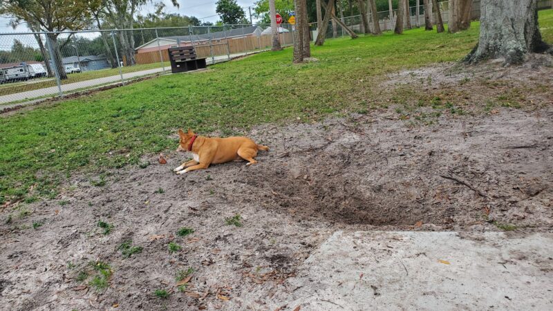 Broderick Dog Park - Pinellas Park, FL