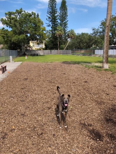 Broderick Dog Park - Pinellas Park, FL