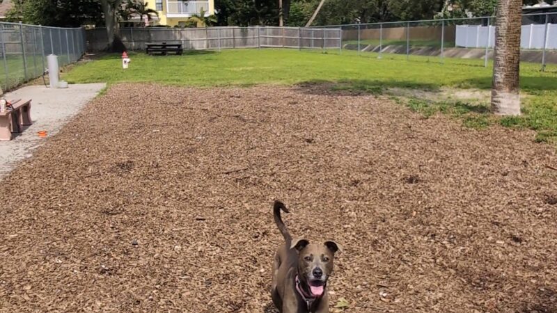 Broderick Dog Park - Pinellas Park, FL