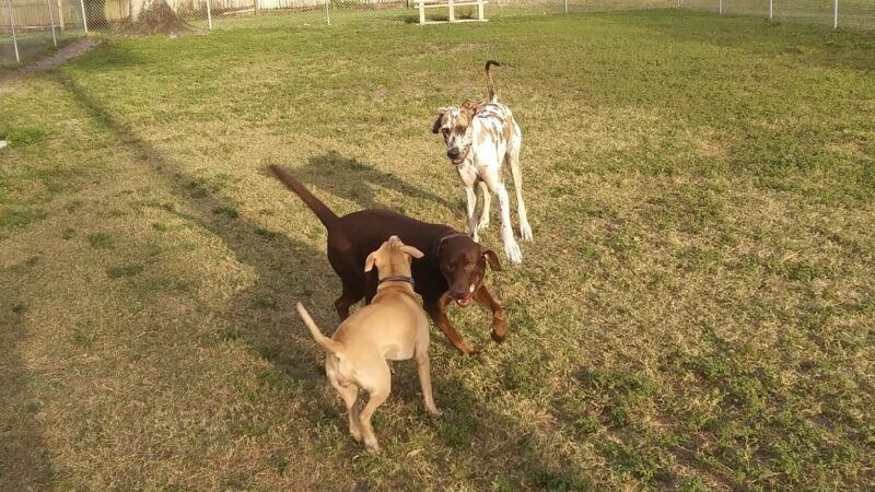 Broderick Dog Park - Pinellas Park, FL