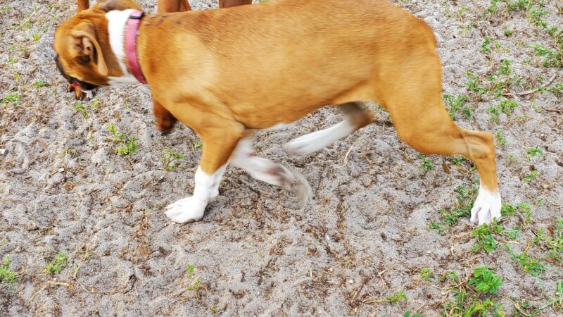 Broderick Dog Park - Pinellas Park, FL