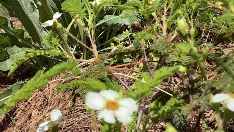 Pioneer Park - Pioneer, CA