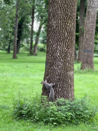Johnson Park - Grove 5 - Piscataway, NJ