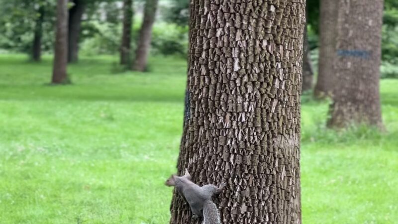 Johnson Park - Grove 5 - Piscataway, NJ