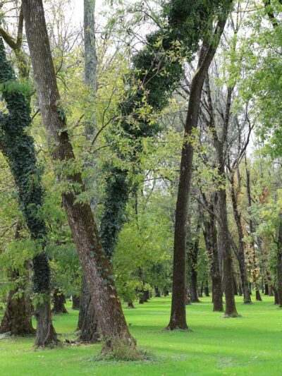 Johnson Park - Grove 5 - Piscataway, NJ