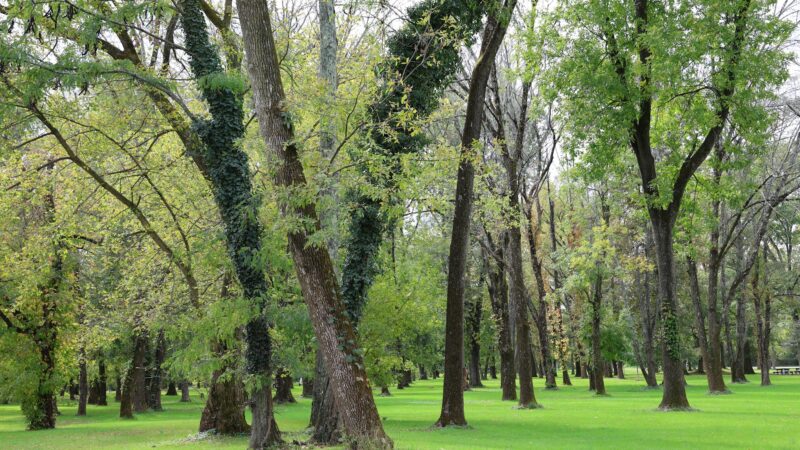 Johnson Park - Grove 5 - Piscataway, NJ