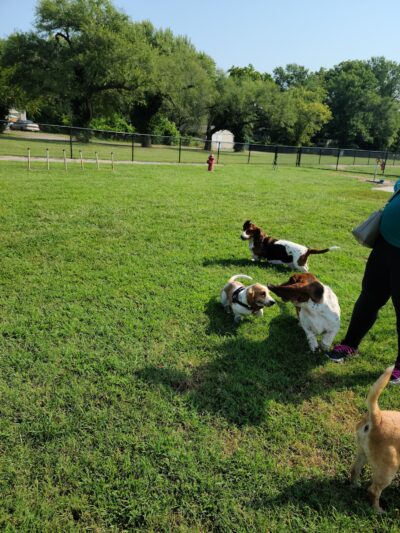 Ronald O. Thomas Dog Park - Pittsburg, KS