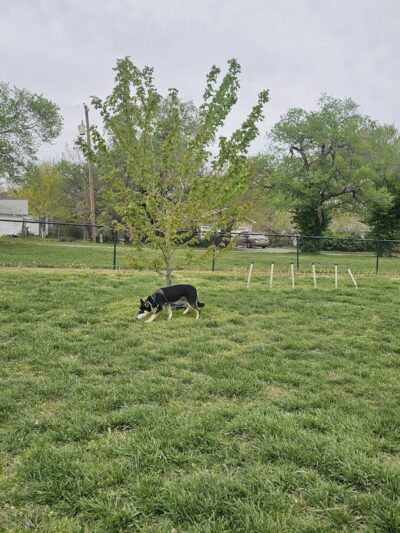 Ronald O. Thomas Dog Park - Pittsburg, KS