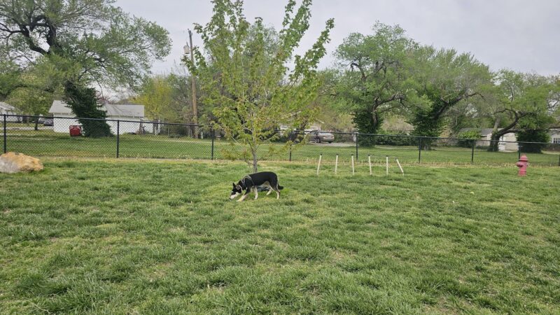 Ronald O. Thomas Dog Park - Pittsburg, KS