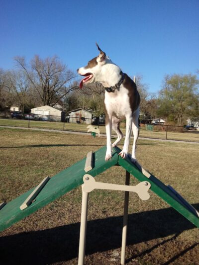 Ronald O. Thomas Dog Park - Pittsburg, KS
