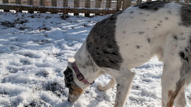 Dog Park - Pittsburgh, PA