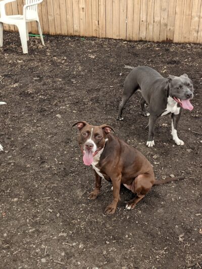 Dog Park - Pittsburgh, PA