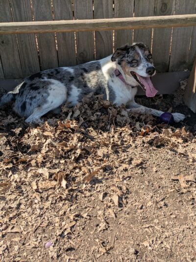 Dog Park - Pittsburgh, PA