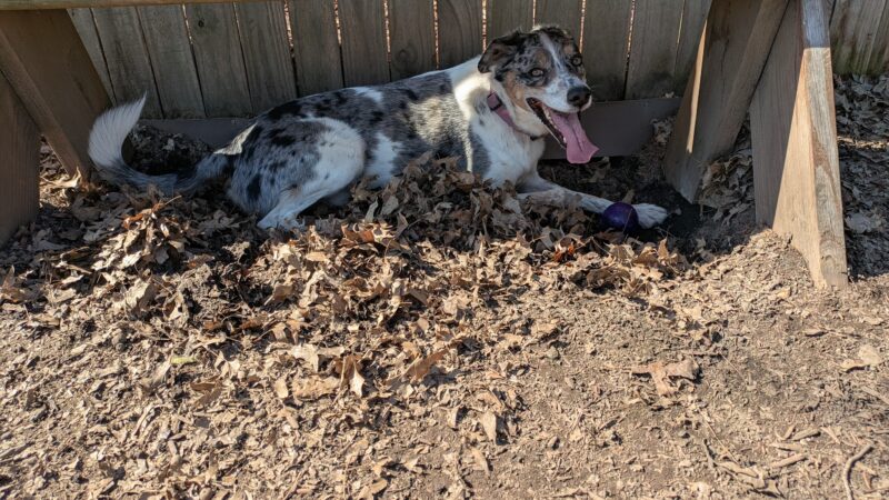 Dog Park - Pittsburgh, PA