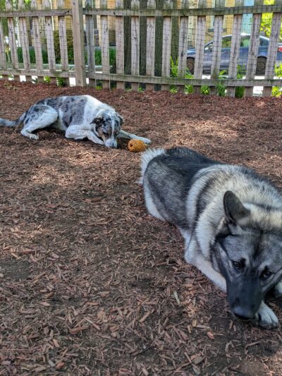 Dog Park - Pittsburgh, PA