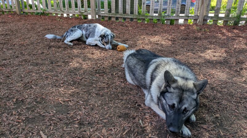 Dog Park - Pittsburgh, PA