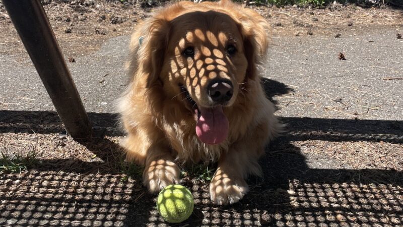 Dormont Dog Park - Pittsburgh, PA