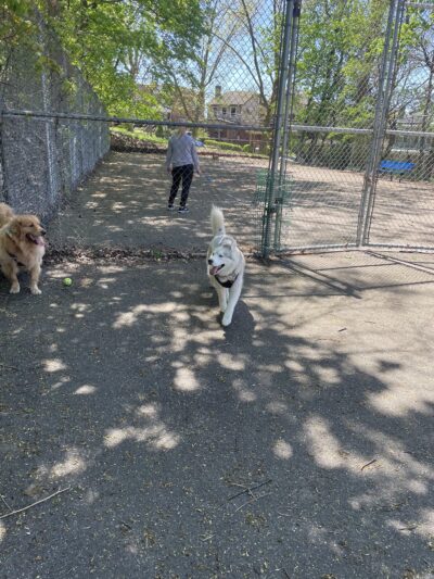 Dormont Dog Park - Pittsburgh, PA