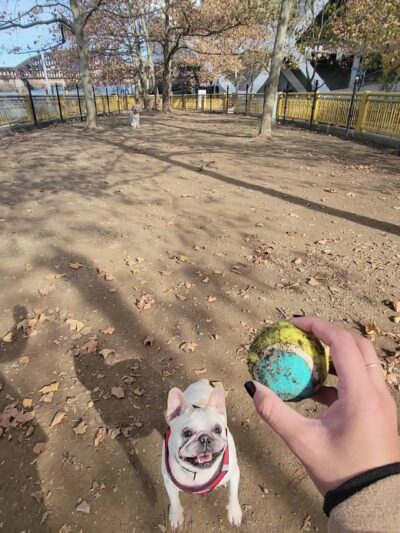 Downtown Dog Park - Pittsburgh, PA