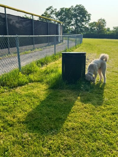 Green Tree Dog Park (Restricted, Residents Only) - Pittsburgh, PA