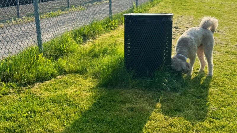 Green Tree Dog Park (Restricted, Residents Only) - Pittsburgh, PA